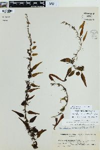 Lepisorus accedens image