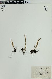 Lepisorus thunbergianus image