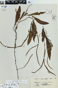 Leptochilus axillaris image