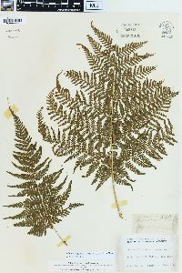 Macrothelypteris torresiana image