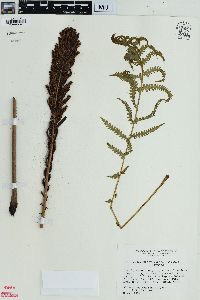 Matteuccia pensylvanica image