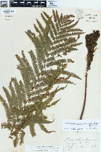 Matteuccia pensylvanica image