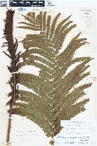Matteuccia pensylvanica image