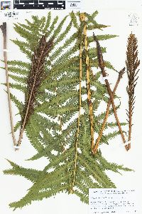 Matteuccia struthiopteris image