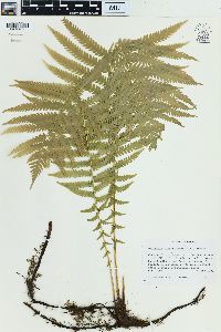 Matteuccia struthiopteris image