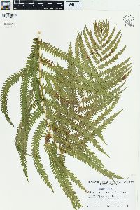 Matteuccia struthiopteris image
