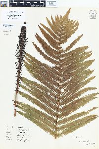 Matteuccia struthiopteris image