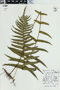 Microlepia hookeriana image