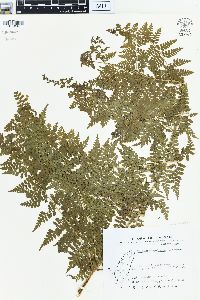 Microlepia speluncae image
