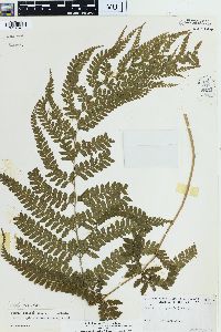 Microlepia strigosa image