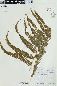 Microlepia strigosa image