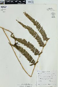 Microlepia strigosa image