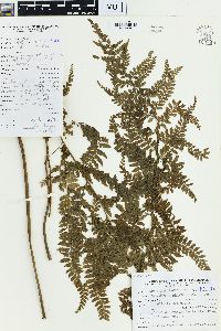 Microlepia strigosa image