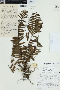 Nephrolepis brownii image