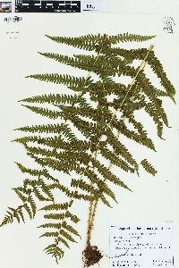 Oreopteris limbosperma image