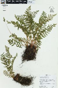 Physematium scopulinum image