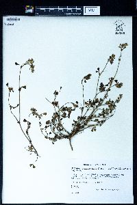 Trifolium pauciflorum image