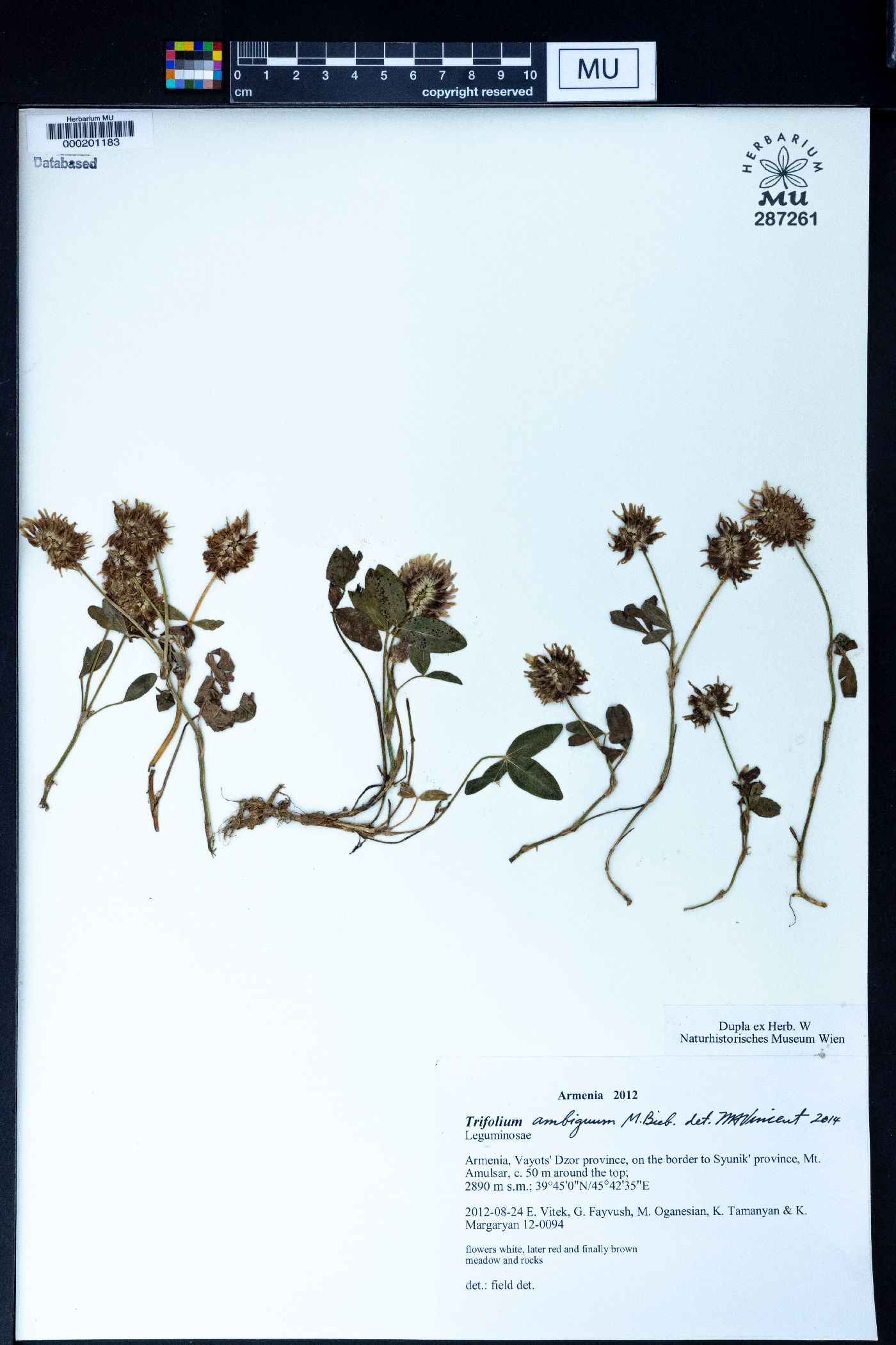 Trifolium ambiguum image