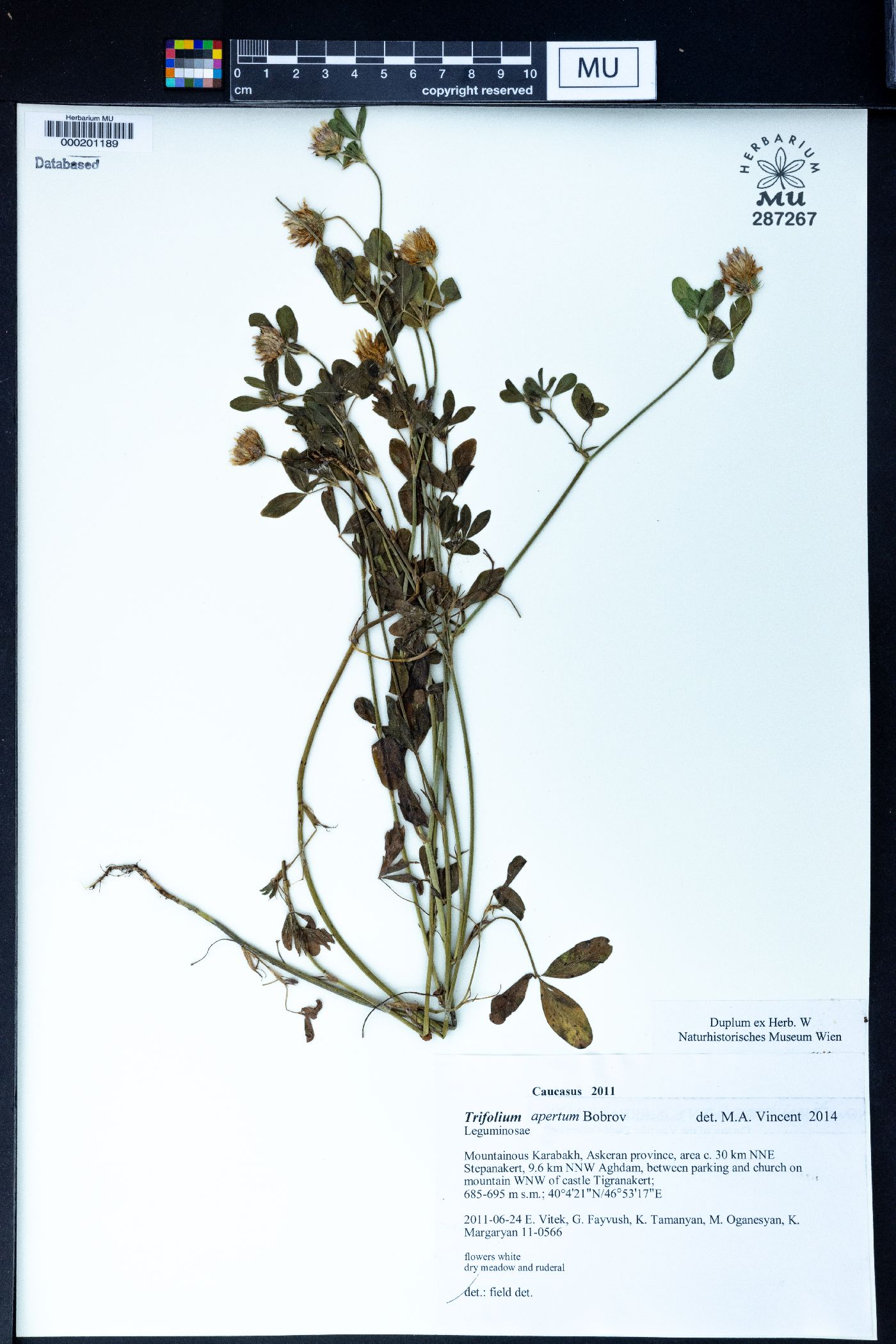 Trifolium apertum image