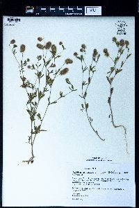 Trifolium arvense image