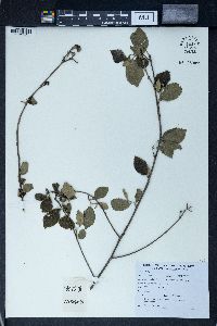 Grewia biloba image