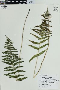 Thelypteris palustris var. pubescens image