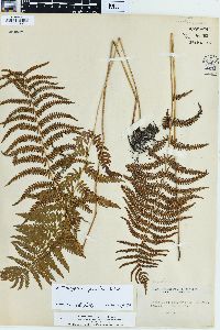 Dryopteris thelypteris image