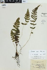 Goniopteris reptans image