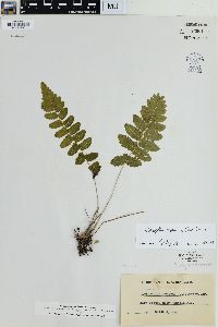 Goniopteris reptans image