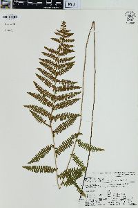 Thelypteris confluens image