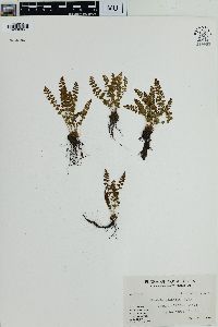 Woodsia glabella image