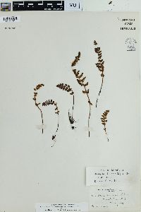 Woodsia ilvensis image