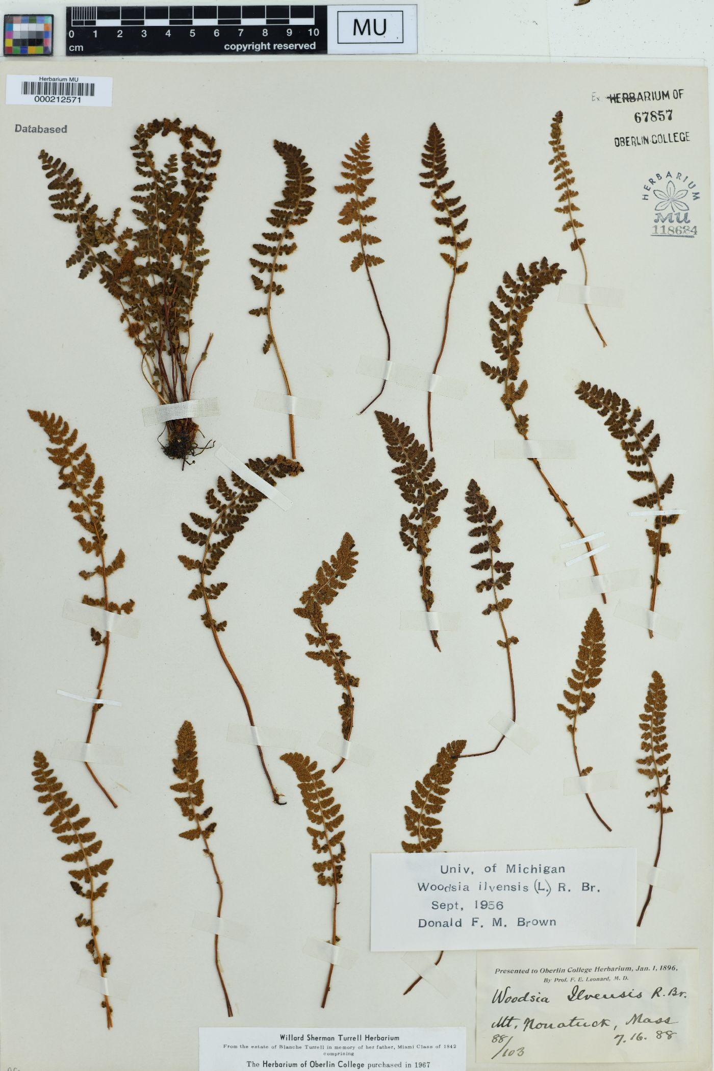 Woodsia ilvensis image