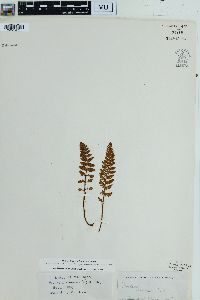 Woodsia ilvensis image