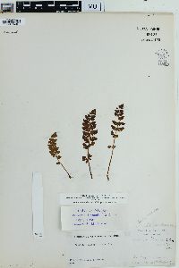 Woodsia ilvensis image