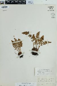 Woodsia ilvensis image