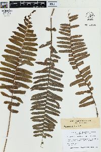 Nephrolepis hirsutula image