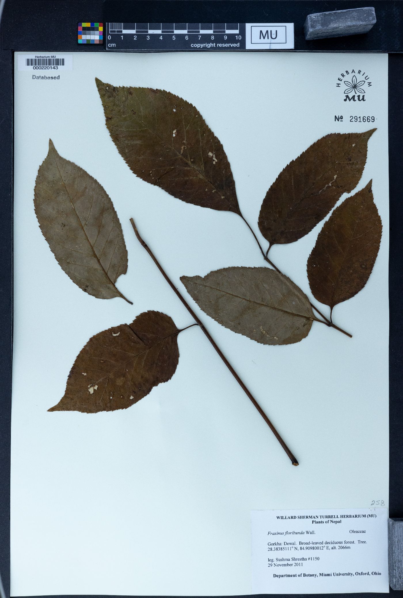 Fraxinus floribunda image