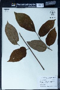 Fraxinus floribunda image