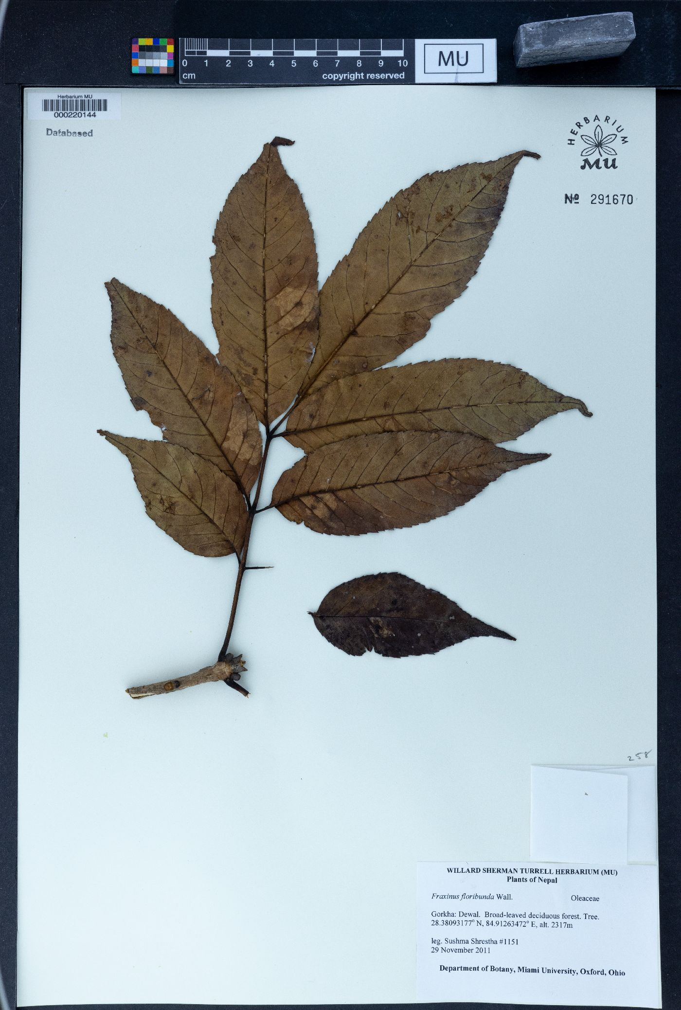 Fraxinus floribunda image