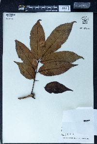 Fraxinus floribunda image