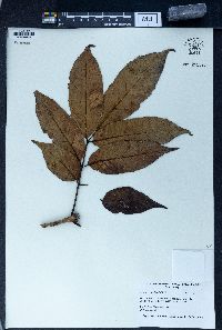 Fraxinus floribunda image