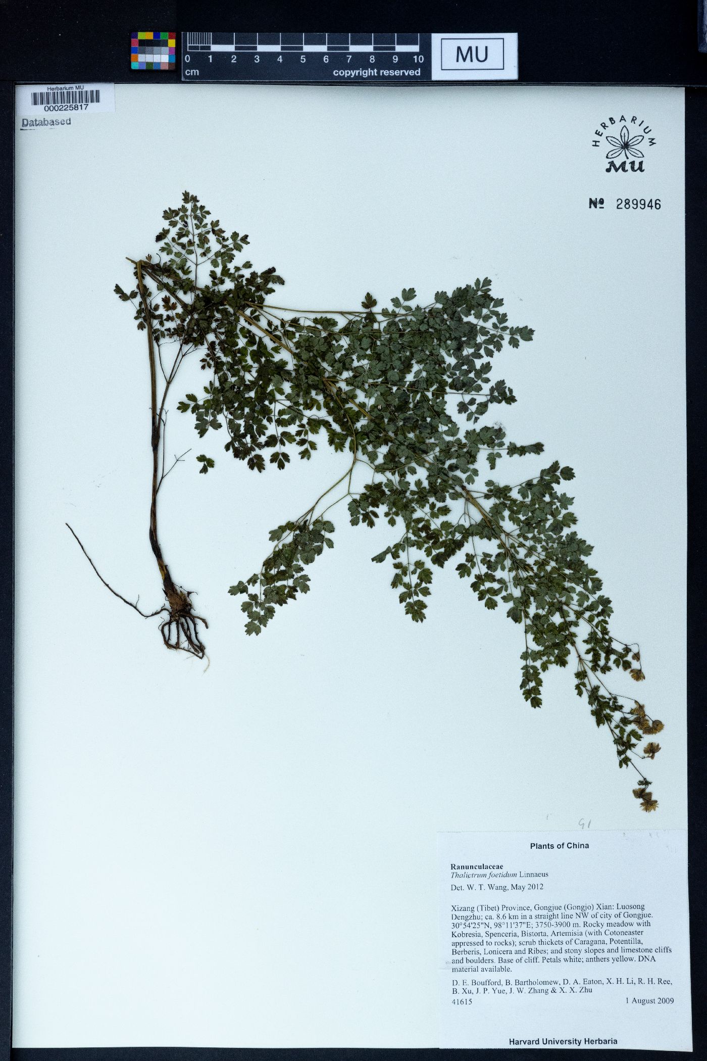 Thalictrum foetidum image