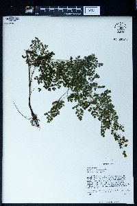 Thalictrum foetidum image