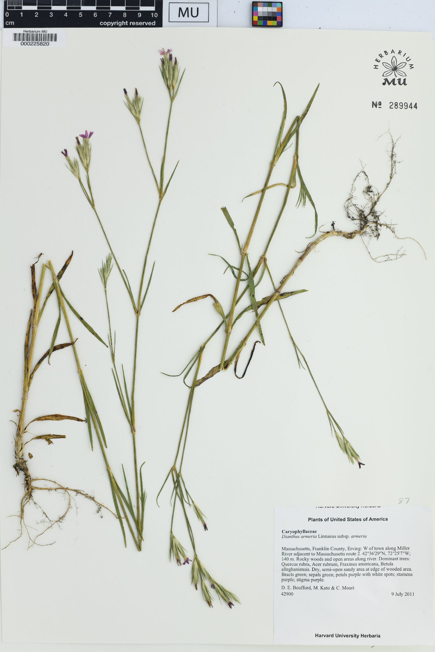 Dianthus armeria armeria image