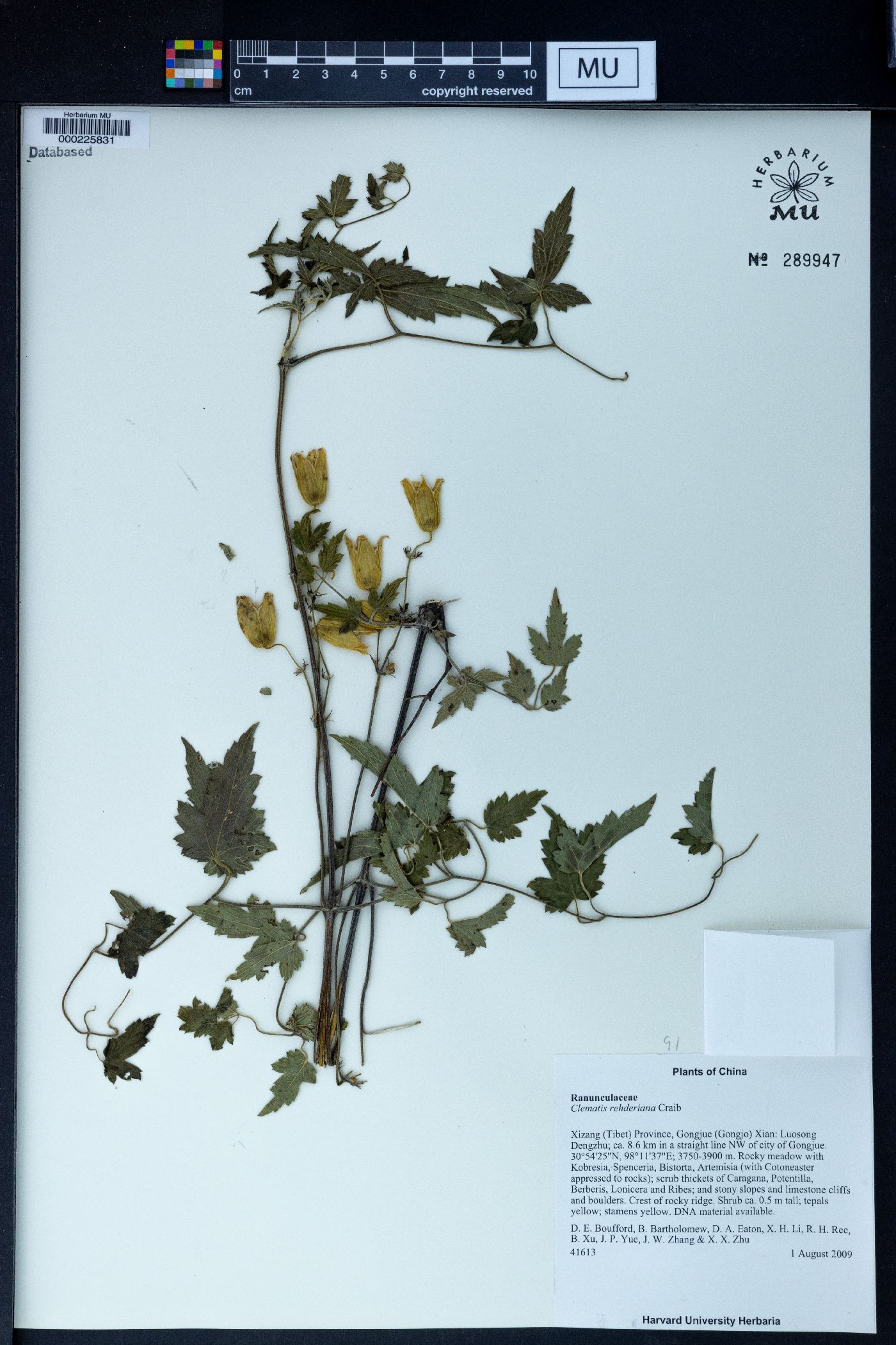Clematis rehderiana image