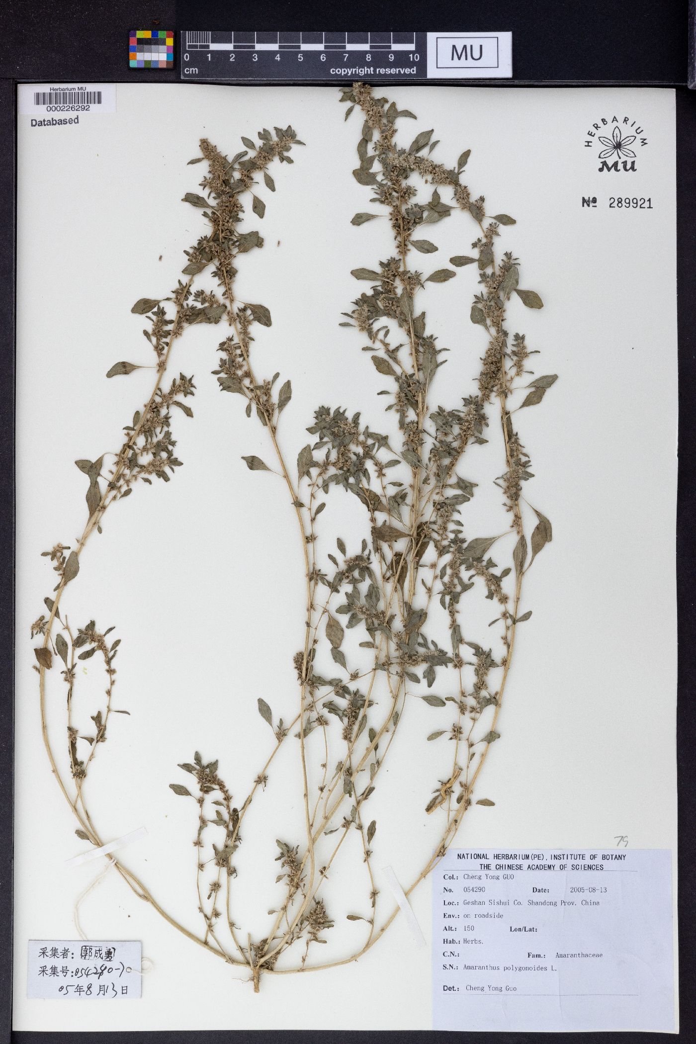 Amaranthus polygonoides image