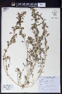 Amaranthus polygonoides image