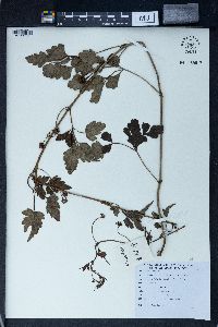 Image of Ampelopsis japonica
