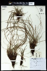 Carex humilis image